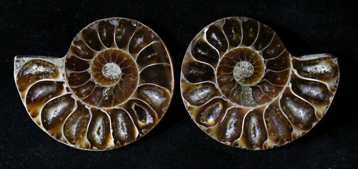 Small Desmoceras Ammonite Pair - #20057